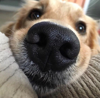 Почему у Собаки шелушится нос?