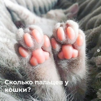 Сколько пальцев у кошки?