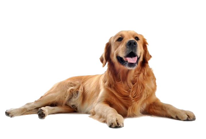 pngegg 1.png pngegg 1.png