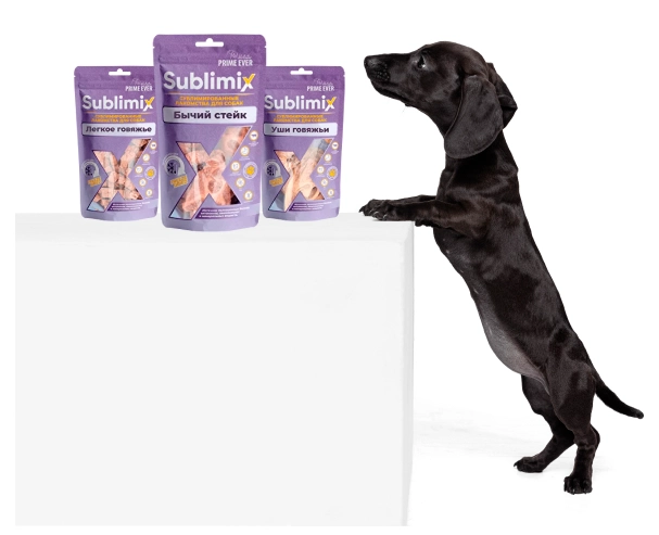 dog-r.png dog-r.png
